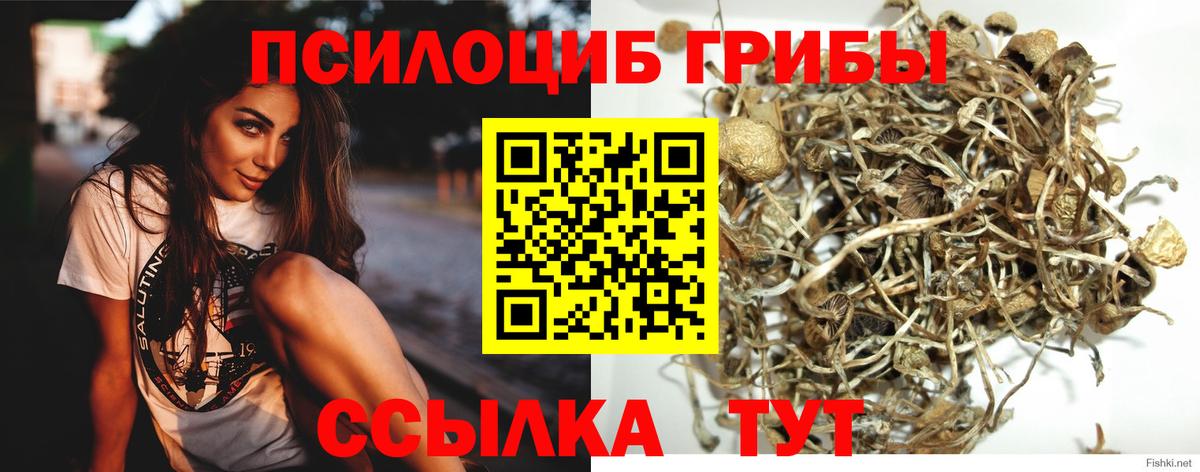 Псилоцибиновые грибы Cubensis  Вход с VPN  Псилоцибиновые грибы мицелий  Балтийск 